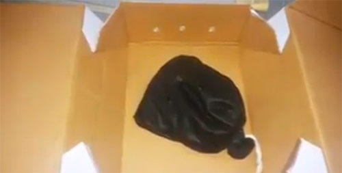 คนส่งงูผ่านไปรษณีย์ เจ้าหน้าที่ผงะ งูหาย ตามหาจ้าละหวั่น