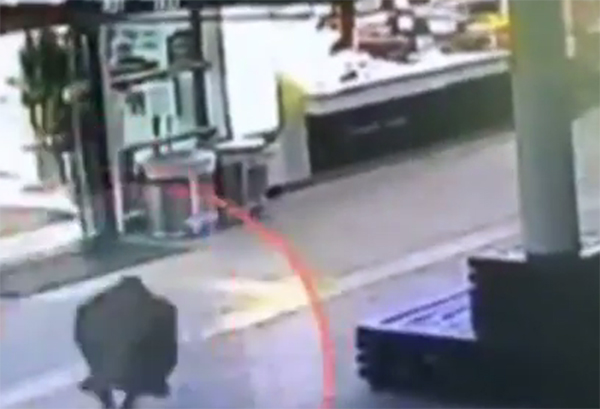 อลหม่านสุด คลิปหมูป่าวิ่งป่วนร้านอาหาร คนหนีกระเจิงสุดชีวิต