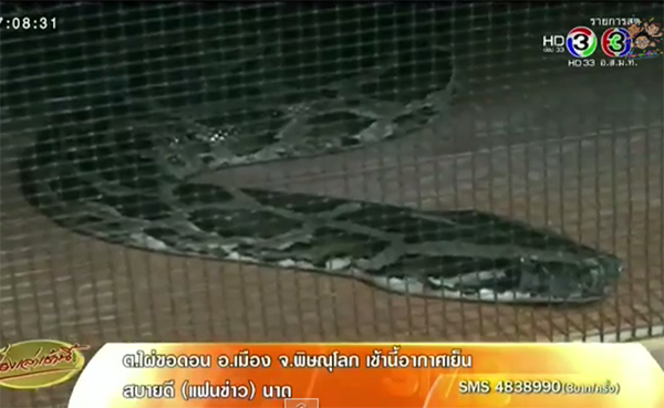 ร้อง คสช. ตรวจฟาร์มเถื่อน เลี้ยงงูเหลือม-งูหลาม เกือบพันตัว !