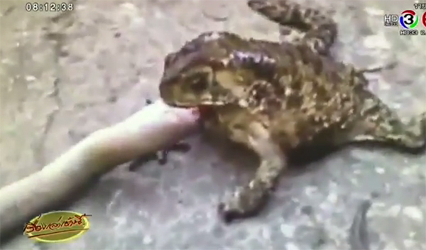 คลิปคางคกกินงู ตื่นตะลึงทั้งโซเชียล อ.เจษฎา ชี้ มันแค่สู้กัน