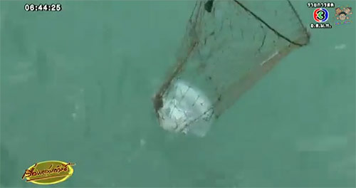 แมงกะพรุนส้มโอ ลอยเต็มทะเลระยอง ประมงแห่จับสร้างรายได้เสริม