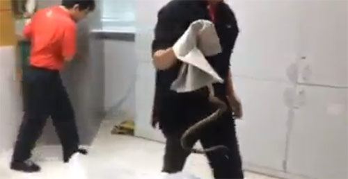 คนส่งงูผ่านไปรษณีย์ เจ้าหน้าที่ผงะ งูหาย ตามหาจ้าละหวั่น