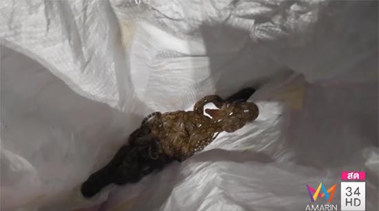 เจองูเหลือม 11 ตัว พร้อมไข่ 50 ฟอง