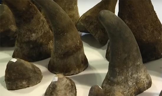 กรมศุลกากร ยึดนอแรดมูลค่านับร้อยล้าน ชี้มีตำรวจ-ข้าราชการเอี่ยวด้วย