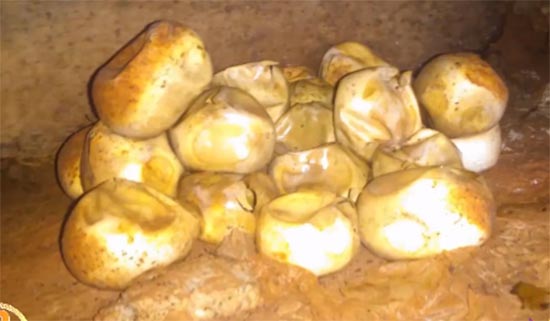 เจองูเหลือม 11 ตัว พร้อมไข่ 50 ฟอง