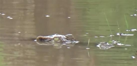 ผวาหนักไอ้เข้หลุด หลังฝนถล่มพรานกระต่าย 