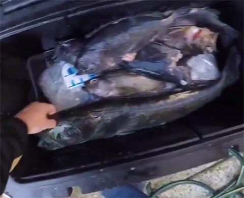 เคยเห็นกันไหม คลิปจับปลามาแล่กันสด ๆ แต่ทำไมเนื้อปลาเป็นสีฟ้า 