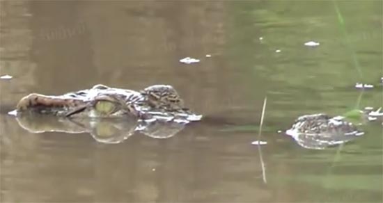 ผวาหนักไอ้เข้หลุด หลังฝนถล่มพรานกระต่าย 