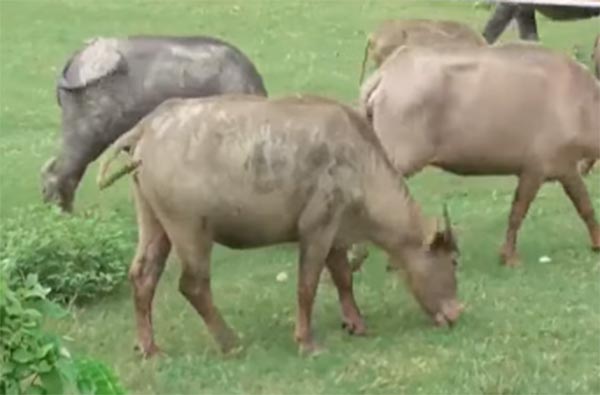 คนร้ายบุกขโมยควายเผือก