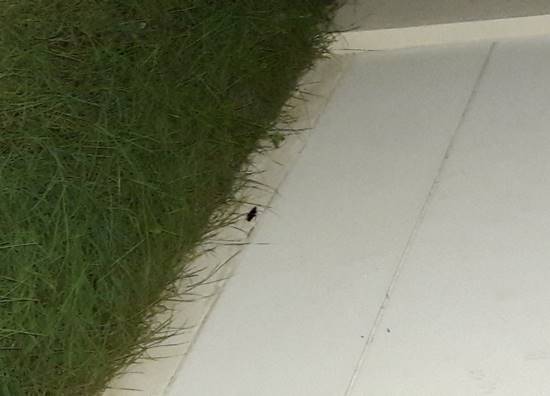 สาวโวยเพื่อนบ้านทำเค้กขาย จนแมลงสาบเข้าบ้าน พอเตือนกลับบอกให้มาซื้อบ้านสิ