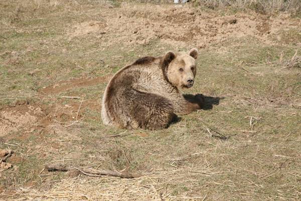 หมีโดนป้อนเบียร์แทนอาหาร ได้มีชีวิตใหม่สดใส..ชีวิตที่ควรจะเป็นของมันตั้งแต่แรก