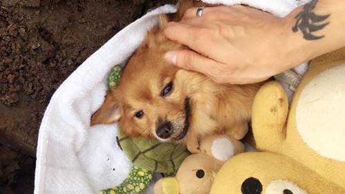 หนุ่มเศร้าสุนัขที่รักจากไป