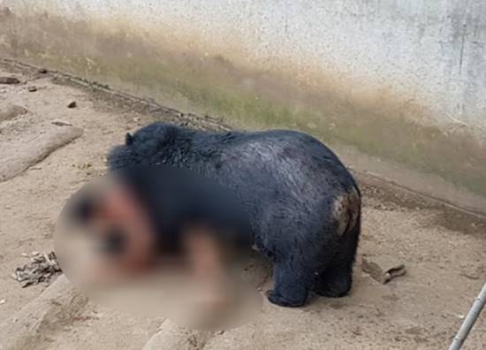 หนุ่มหยอกหมีควาย เจอลากลงไปขย้ำในคอก