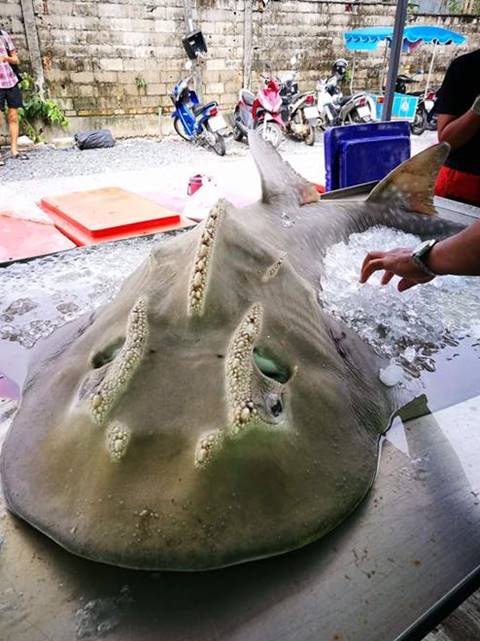 ปลาโรนิน 