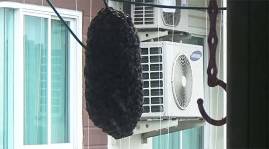  ฝูง ผึ้ง ต่อ แตน บุกทำรัง