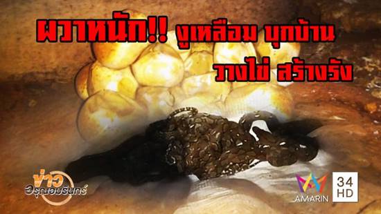 เจองูเหลือม 11 ตัว พร้อมไข่ 50 ฟอง