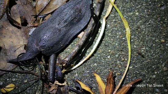 หนอนตัวแบนนิวกินี 