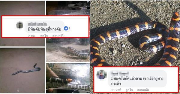 ชาวบ้านเจองูก้นขบ