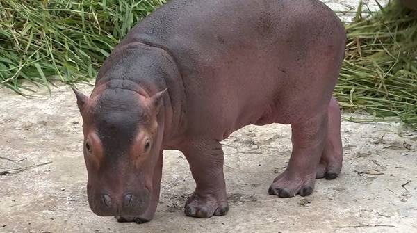 ฮิปโปน้อยสวนสัตว์เชียงใหม่ตายแล้ว
