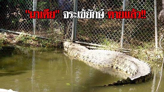 น้องนาเดีย จระเข้ยักษ์ 5 เมตร ตายแล้ว หลังโดนไฟช็อตระหว่างย้ายคอก