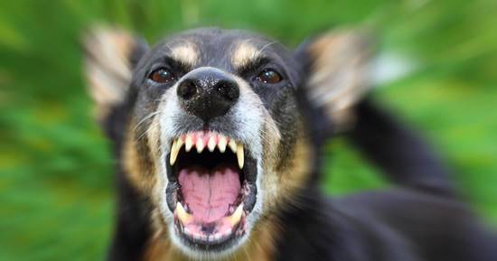 หนุ่มปรี๊ด ถูกหมากัด แต่เจอเจ้าของไล่ไปเคลียร์กับหมาเอาเอง 