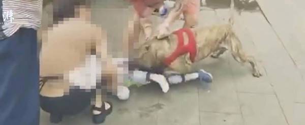 พิทบูลกัดเด็ก 