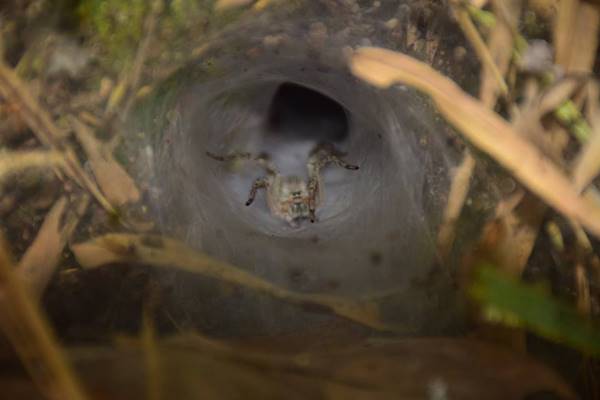 กินแมงมุมยักษ์