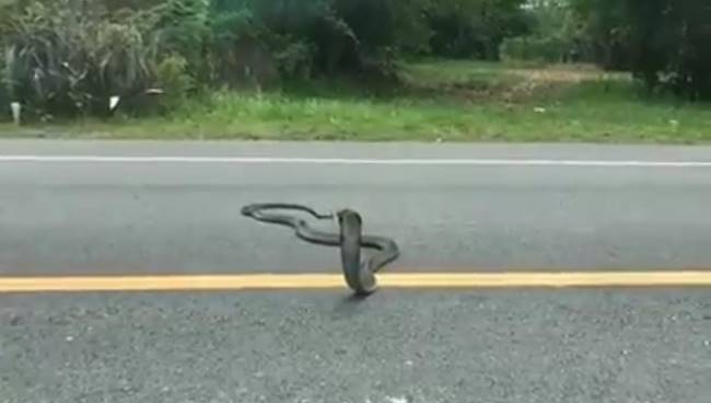 งูจงอางยักษ์