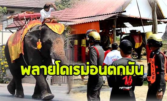 ช้างพลายตกมัน หวังผสมพันธุ์กับพังสาว สะบัดนักท่องเที่ยวสาวญี่ปุ่น 2 ราย