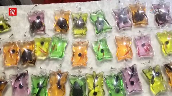 สุดโหดร้าย จีนจับสัตว์ตัวเป็น ๆ มาทำพวงกุญแจขาย อ้างอยู่ได้ 3 เดือนโดยไม่ตาย