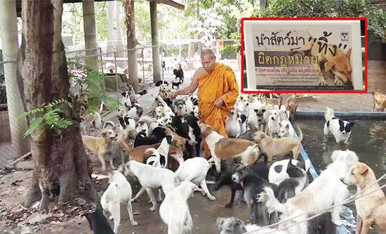 พบวัดเลี้ยงสุนัขกว่า 500 ตัว พระรับภาระอ่วม วอนอย่านำมาปล่อยเพิ่ม
