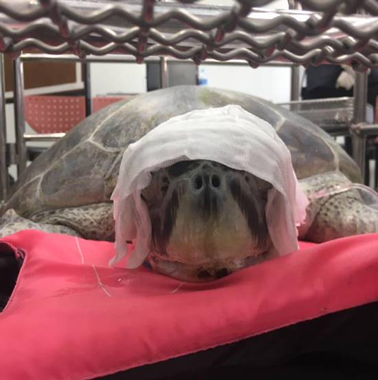 เต่าออมสิน กายภาพบำบัดแล้ว เดินลากสายน้ำเกลือ-ผ้าห่ม แพทย์จับช่วยบริหารขา