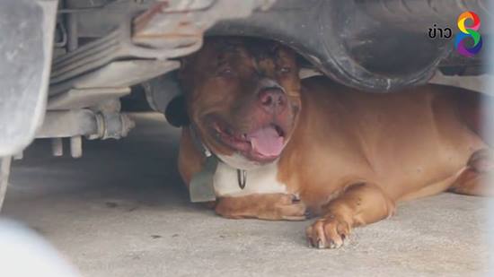 พิทบลูขย้ำเจ้านายเจ็บทั้งตัว หลังเห็นตะคอกลูกเสียงดัง เข็ดไม่คิดเลี้ยงต่อ