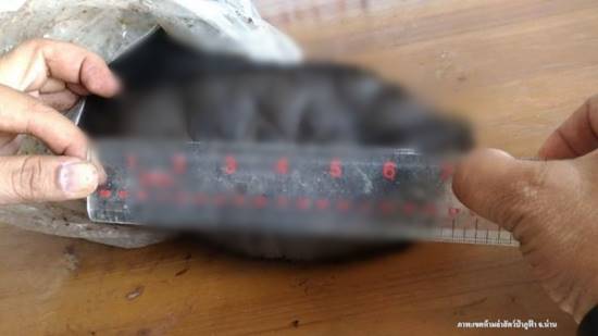 เมนูพิสดาร ! จับหนุ่มน่านครอบครองอุ้งตีนหมีควาย คาดเตรียมส่งขายทำยาบำรุง    