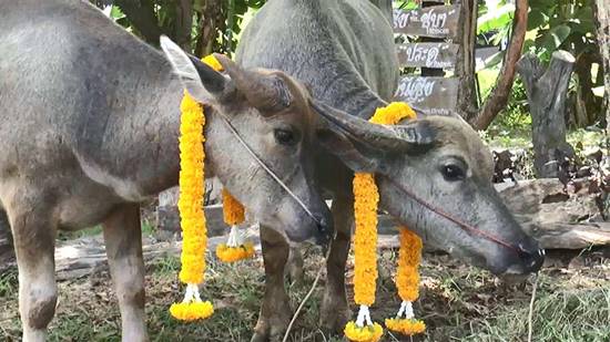 ฮือฮา !! ชาวบุรีรัมย์จัดงานแต่งงานให้เจ้าทุย