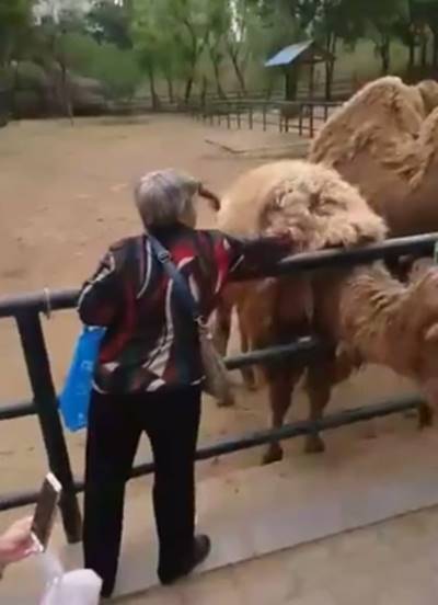 วงจรปิดสวนสัตว์จับภาพ ยายแอบดึงขนอูฐใส่กระเป๋า