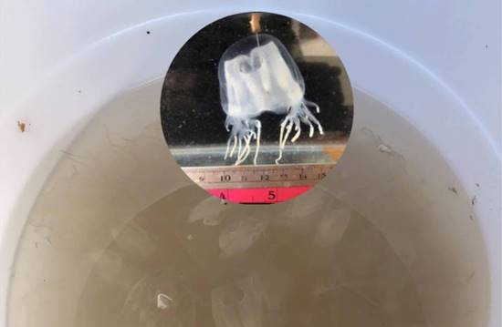 เตือนระวัง ! แมงกะพรุนกล่อง