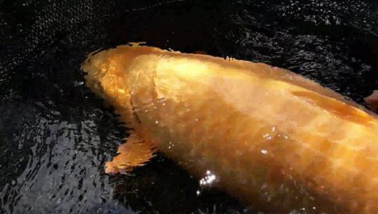 ปลาคาร์ฟ