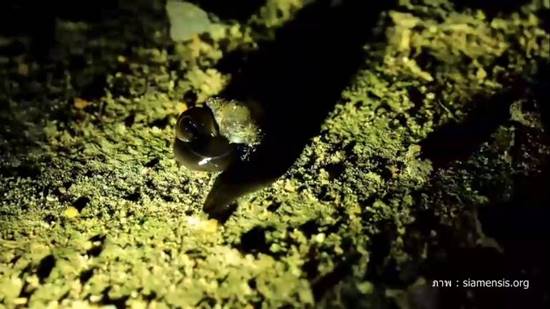 หนอนตัวแบนนิวกินี 