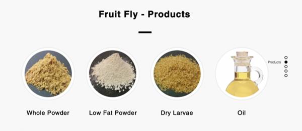 หนอนแมลงวันผลไม้มาบริโภค