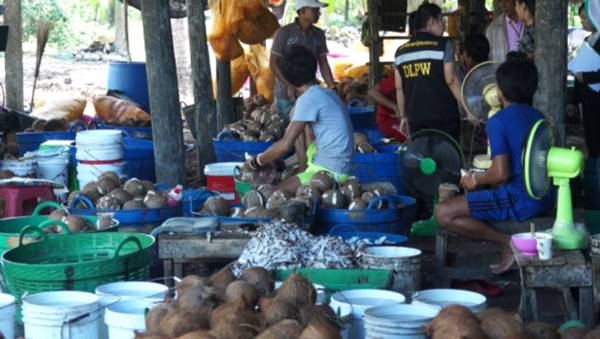 โรงงานวุ้นมะพร้าว