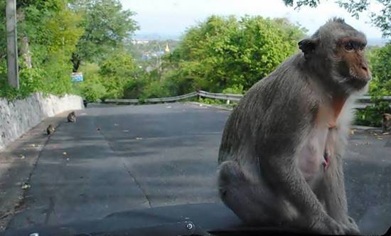 ฤทธิ์จ๋อแสบ