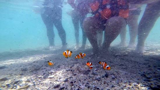 ปล่อยปลาการ์ตูน