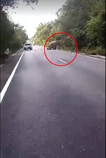 ช้างป่าถูกกระบะชน