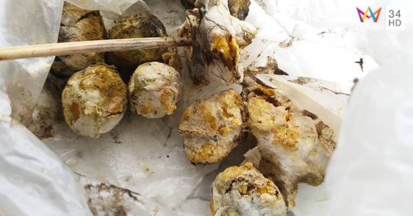 ไข่นกกระทาปลอม