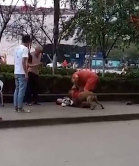 พิทบูลกัดเด็ก 