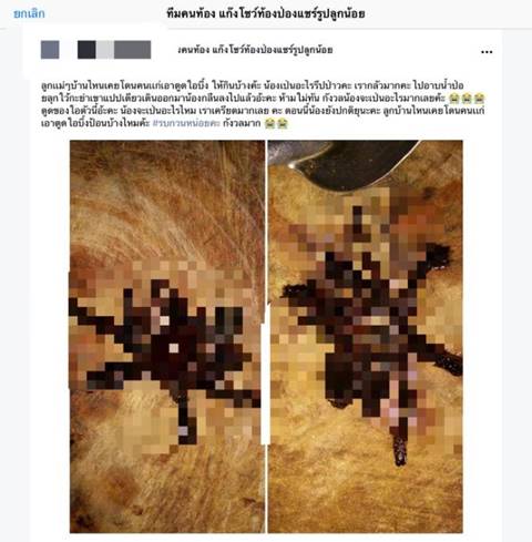 กินแมงมุมยักษ์