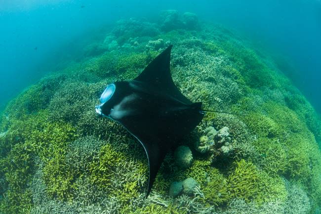 ปลาหายาก