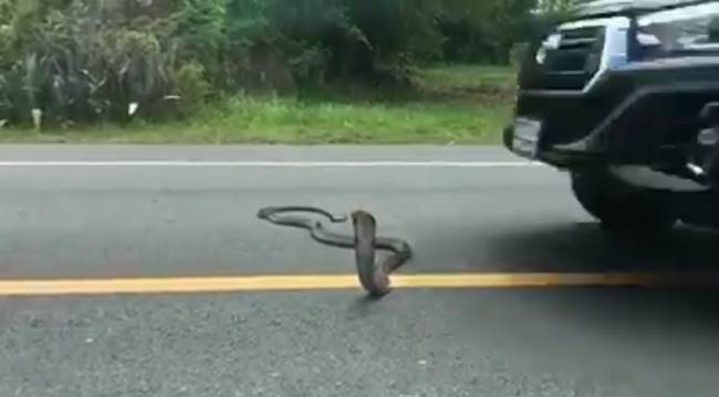 งูจงอางยักษ์