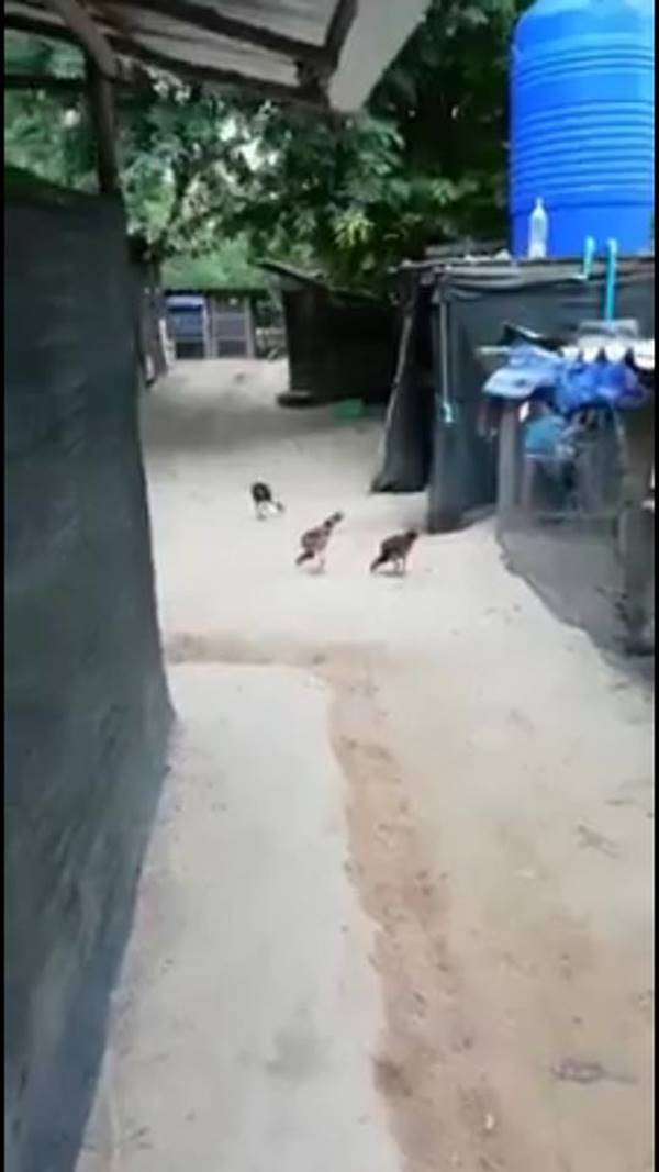 นายทหารสั่งพลทหารเลี้ยงไก่